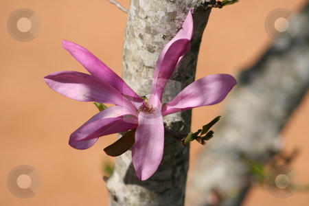 To use this stock image in your creative project, please select the size you need over to the right and click the "Add to Cart" button.
Your downloaded image will come with the Cutcaster watermark removed so don’t worry about the watermark you see on this page. Japanese Magnolia Bloom stock photo, Fuchisa flowers of a Japanese Magnolia tree. by Debbie Hayes