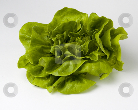 To use this stock image in your creative project, please select the size you need over to the right and click the "Add to Cart" button.
Your downloaded image will come with the Cutcaster watermark removed so don’t worry about the watermark you see on this page. Lettuce stock photo, Green boston lettuce on a white background by Vlad Podkhlebnik