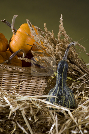 To use this stock image in your creative project, please select the size you need over to the right and click the "Add to Cart" button.
Your downloaded image will come with the Cutcaster watermark removed so don’t worry about the watermark you see on this page. Pumpkins stock photo, Arrangement of squash and corn on a haystack by Vlad Podkhlebnik