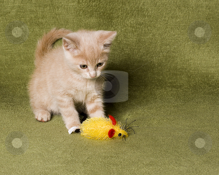 To use this stock image in your creative project, please select the size you need over to the right and click the "Add to Cart" button.
Your downloaded image will come with the Cutcaster watermark removed so don’t worry about the watermark you see on this page. Kitten stock photo, Cute kitten playing with his mouse toy by Vlad Podkhlebnik