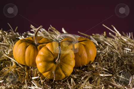To use this stock image in your creative project, please select the size you need over to the right and click the "Add to Cart" button.
Your downloaded image will come with the Cutcaster watermark removed so don’t worry about the watermark you see on this page. Pumpkins stock photo, Arrangement of squash and corn on a haystack by Vlad Podkhlebnik