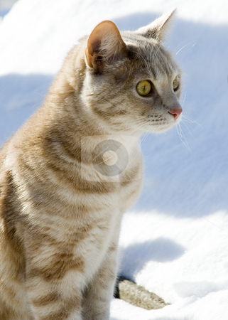 To use this stock image in your creative project, please select the size you need over to the right and click the "Add to Cart" button.
Your downloaded image will come with the Cutcaster watermark removed so don’t worry about the watermark you see on this page. Cat stock photo, A cat sitting outdoor in the snow by Vlad Podkhlebnik