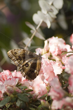 To use this stock image in your creative project, please select the size you need over to the right and click the "Add to Cart" button.
Your downloaded image will come with the Cutcaster watermark removed so don’t worry about the watermark you see on this page. Butterfly stock photo, A butterfly eating nectar out of a flower by Vlad Podkhlebnik