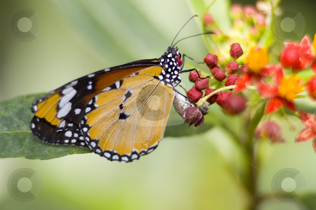 To use this stock image in your creative project, please select the size you need over to the right and click the "Add to Cart" button.
Your downloaded image will come with the Cutcaster watermark removed so don’t worry about the watermark you see on this page. Monarch Butterfly stock photo, A butterfly eating nectar out of a flower by Vlad Podkhlebnik