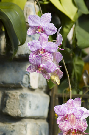 To use this stock image in your creative project, please select the size you need over to the right and click the "Add to Cart" button.
Your downloaded image will come with the Cutcaster watermark removed so don’t worry about the watermark you see on this page. Orchids stock photo, Some colorfull orchids growing in a green house by Vlad Podkhlebnik
