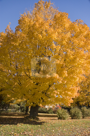 To use this stock image in your creative project, please select the size you need over to the right and click the "Add to Cart" button.
Your downloaded image will come with the Cutcaster watermark removed so don’t worry about the watermark you see on this page. Tree stock photo, A big yellow tree loosing it's leaves by Vlad Podkhlebnik