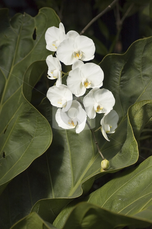 To use this stock image in your creative project, please select the size you need over to the right and click the "Add to Cart" button.
Your downloaded image will come with the Cutcaster watermark removed so don’t worry about the watermark you see on this page. Orchids stock photo, Some colorfull orchids growing in a green house by Vlad Podkhlebnik