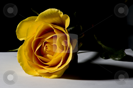 To use this stock image in your creative project, please select the size you need over to the right and click the "Add to Cart" button.
Your downloaded image will come with the Cutcaster watermark removed so don’t worry about the watermark you see on this page. Yellow rose stock photo, A yellow rose on a white table and black background by Vlad Podkhlebnik