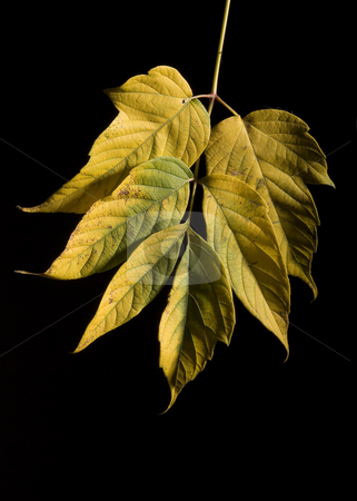 To use this stock image in your creative project, please select the size you need over to the right and click the "Add to Cart" button.
Your downloaded image will come with the Cutcaster watermark removed so don’t worry about the watermark you see on this page. Leaf stock photo, Colorfull fallen leaf on a black background by Vlad Podkhlebnik