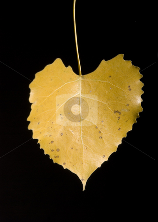 To use this stock image in your creative project, please select the size you need over to the right and click the "Add to Cart" button.
Your downloaded image will come with the Cutcaster watermark removed so don’t worry about the watermark you see on this page. Leaf stock photo, Colorfull fallen leaf on a black background by Vlad Podkhlebnik