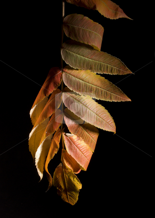 To use this stock image in your creative project, please select the size you need over to the right and click the "Add to Cart" button.
Your downloaded image will come with the Cutcaster watermark removed so don’t worry about the watermark you see on this page. Leaves on branch stock photo, Colorfull fallen leaf on a black background by Vlad Podkhlebnik