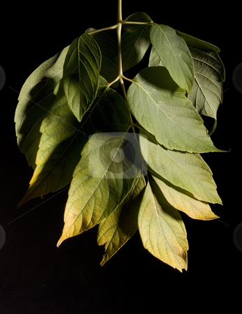 To use this stock image in your creative project, please select the size you need over to the right and click the "Add to Cart" button.
Your downloaded image will come with the Cutcaster watermark removed so don’t worry about the watermark you see on this page. Leaf stock photo, Colorfull fallen leaf on a black background by Vlad Podkhlebnik