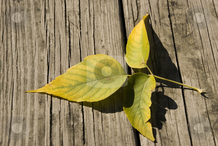 To use this stock image in your creative project, please select the size you need over to the right and click the "Add to Cart" button.
Your downloaded image will come with the Cutcaster watermark removed so don’t worry about the watermark you see on this page. Leaves stock photo, Dead leaves fallen of a tree on a wood deck by Vlad Podkhlebnik