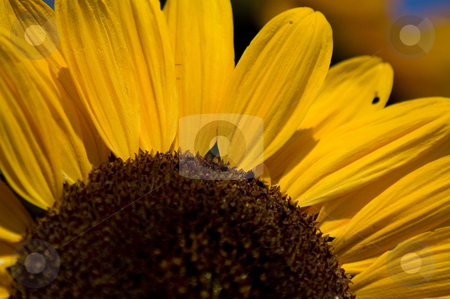 To use this stock image in your creative project, please select the size you need over to the right and click the "Add to Cart" button.
Your downloaded image will come with the Cutcaster watermark removed so don’t worry about the watermark you see on this page. Sunflower stock photo, Closup of a sunflower with insects by Vlad Podkhlebnik