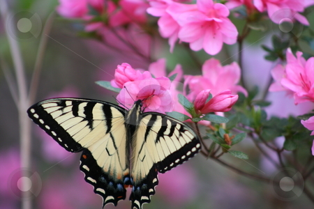 To use this stock image in your creative project, please select the size you need over to the right and click the "Add to Cart" button.
Your downloaded image will come with the Cutcaster watermark removed so don’t worry about the watermark you see on this page. Butterfly on an Azelea Bush stock photo, Yellow and black butterfly on an Azelea bush. by Debbie Hayes