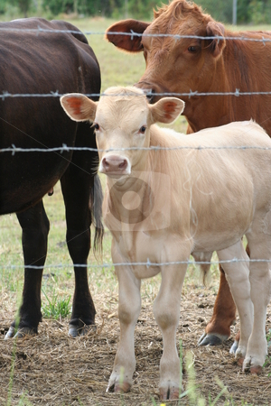 To use this stock image in your creative project, please select the size you need over to the right and click the "Add to Cart" button.
Your downloaded image will come with the Cutcaster watermark removed so don’t worry about the watermark you see on this page. White Calf stock photo, Cows looking through a barbed wire fence. by Debbie Hayes