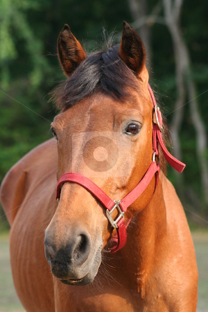 To use this stock image in your creative project, please select the size you need over to the right and click the "Add to Cart" button.
Your downloaded image will come with the Cutcaster watermark removed so don’t worry about the watermark you see on this page. Brown Horse stock photo, Brown horse with red briddle by Debbie Hayes