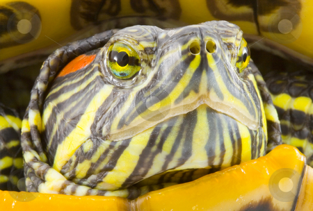 To use this stock image in your creative project, please select the size you need over to the right and click the "Add to Cart" button.
Your downloaded image will come with the Cutcaster watermark removed so don’t worry about the watermark you see on this page. Pseudemys scripta elegans stock photo, Head and face of a turtle - Pseudemys scripta elegans - close up by Petr Koudelka