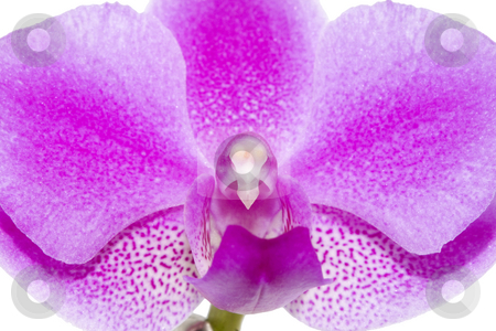 To use this stock image in your creative project, please select the size you need over to the right and click the "Add to Cart" button.
Your downloaded image will come with the Cutcaster watermark removed so don’t worry about the watermark you see on this page. Orchid stock photo, A closeup of the glorious pink of a Phalaenopsis orchid by Petr Koudelka