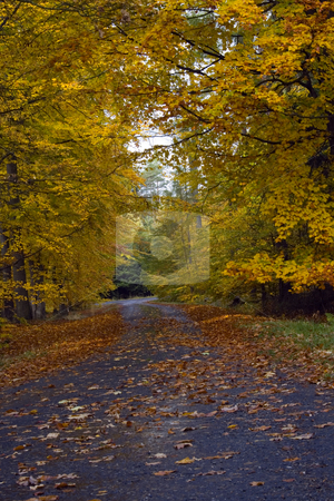 To use this stock image in your creative project, please select the size you need over to the right and click the "Add to Cart" button.
Your downloaded image will come with the Cutcaster watermark removed so don’t worry about the watermark you see on this page. Mountain Road in Autumn stock photo, A small winding mountain road in autumn by Petr Koudelka
