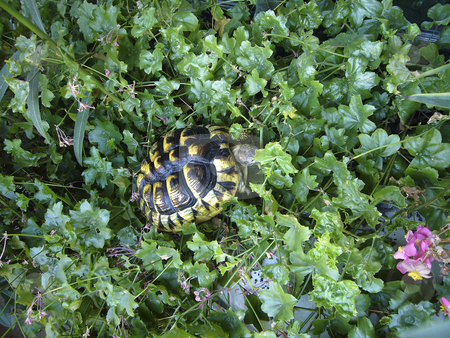 To use this stock image in your creative project, please select the size you need over to the right and click the "Add to Cart" button.
Your downloaded image will come with the Cutcaster watermark removed so don’t worry about the watermark you see on this page. Testudo Hermanni stock photo, Detailed view of a full-grown female of testudo hermanni. by Petr Koudelka