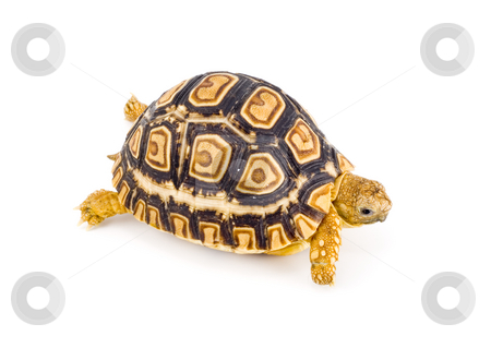 To use this stock image in your creative project, please select the size you need over to the right and click the "Add to Cart" button.
Your downloaded image will come with the Cutcaster watermark removed so don’t worry about the watermark you see on this page. Geochelone Pardalis stock photo, A young tortoise - Geochelone Pardalis - on the white background - close up by Petr Koudelka