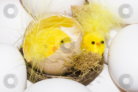 To use this stock image in your creative project, please select the size you need over to the right and click the "Add to Cart" button.
Your downloaded image will come with the Cutcaster watermark removed so don’t worry about the watermark you see on this page. Easter Chickens stock photo, Newborn yellow easter chickens among white eggs by Petr Koudelka