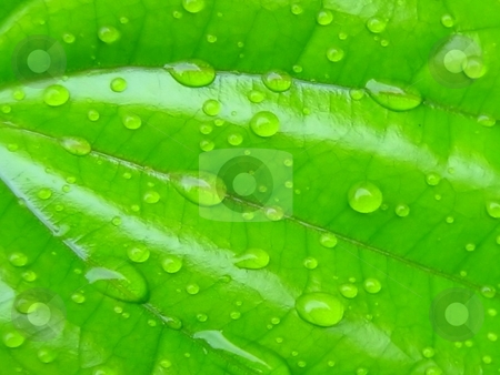 To use this stock image in your creative project, please select the size you need over to the right and click the "Add to Cart" button.
Your downloaded image will come with the Cutcaster watermark removed so don’t worry about the watermark you see on this page. Water droplets on leaf surface stock photo, by ZaKaRiA- MaStErPiEcE