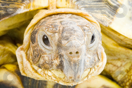To use this stock image in your creative project, please select the size you need over to the right and click the "Add to Cart" button.
Your downloaded image will come with the Cutcaster watermark removed so don’t worry about the watermark you see on this page. Testudo horsfieldi stock photo, Head and face of a tortoise - Testudo horsfieldi - on the white background - close up by Petr Koudelka