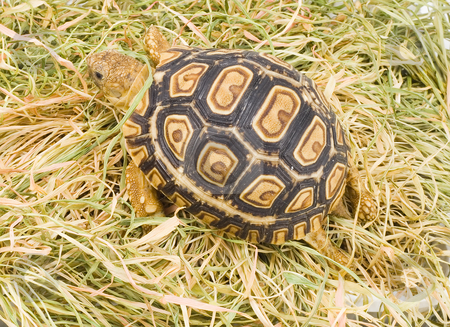 To use this stock image in your creative project, please select the size you need over to the right and click the "Add to Cart" button.
Your downloaded image will come with the Cutcaster watermark removed so don’t worry about the watermark you see on this page. Geochelone Pardalis stock photo, A young tortoise - Geochelone Pardalis - on the dry grass - close up by Petr Koudelka