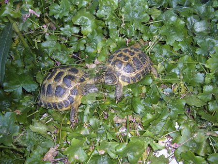 To use this stock image in your creative project, please select the size you need over to the right and click the "Add to Cart" button.
Your downloaded image will come with the Cutcaster watermark removed so don’t worry about the watermark you see on this page. Testudo Horsfieldi stock photo, Detailed view of a full-grown couple of testudo horsfieldi. by Petr Koudelka