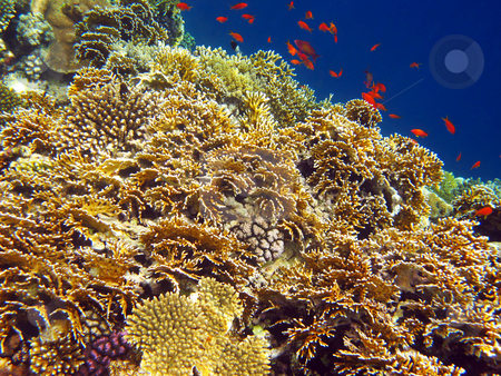 To use this stock image in your creative project, please select the size you need over to the right and click the "Add to Cart" button.
Your downloaded image will come with the Cutcaster watermark removed so don’t worry about the watermark you see on this page. Net fire coral stock photo, Tropical fishes and coral reef by Roman Vintonyak