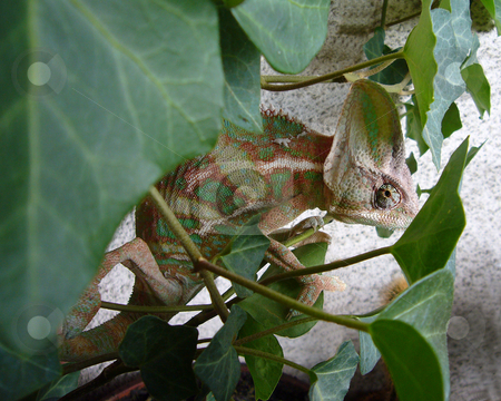 To use this stock image in your creative project, please select the size you need over to the right and click the "Add to Cart" button.
Your downloaded image will come with the Cutcaster watermark removed so don’t worry about the watermark you see on this page. Chameleon on Ivy stock photo, This little acrobat seems to like this ivy vyry much by Petr Koudelka
