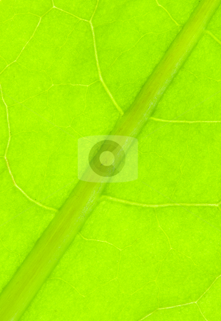 To use this stock image in your creative project, please select the size you need over to the right and click the "Add to Cart" button.
Your downloaded image will come with the Cutcaster watermark removed so don’t worry about the watermark you see on this page. Nervation stock photo, Detail of nervation of al leaf blade of dandelion - macro by Petr Koudelka