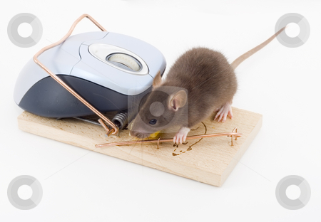 To use this stock image in your creative project, please select the size you need over to the right and click the "Add to Cart" button.
Your downloaded image will come with the Cutcaster watermark removed so don’t worry about the watermark you see on this page. Clever Mouse stock photo, A mouse used his computer sibling to get to the cheese by Petr Koudelka