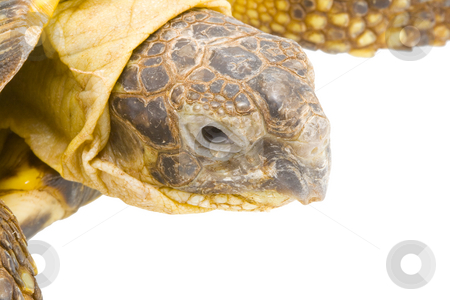 To use this stock image in your creative project, please select the size you need over to the right and click the "Add to Cart" button.
Your downloaded image will come with the Cutcaster watermark removed so don’t worry about the watermark you see on this page. Testudo horsfieldi stock photo, A young tortoise - Testudo horsfieldi - on the white background - close up by Petr Koudelka