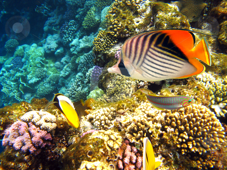 To use this stock image in your creative project, please select the size you need over to the right and click the "Add to Cart" button.
Your downloaded image will come with the Cutcaster watermark removed so don’t worry about the watermark you see on this page. Threadfin butterflyfish stock photo, Tropical fishes and coral reef by Roman Vintonyak