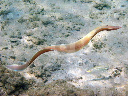 To use this stock image in your creative project, please select the size you need over to the right and click the "Add to Cart" button.
Your downloaded image will come with the Cutcaster watermark removed so don’t worry about the watermark you see on this page. Grey morey eel stock photo, Tropical fishes and coral reef in Red sea by Roman Vintonyak