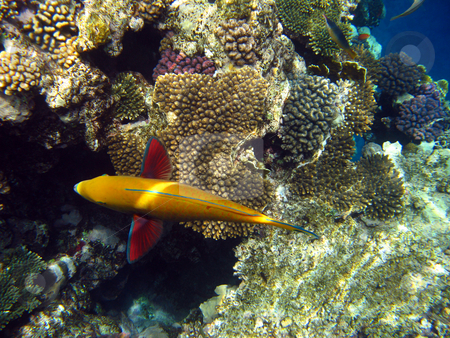 To use this stock image in your creative project, please select the size you need over to the right and click the "Add to Cart" button.
Your downloaded image will come with the Cutcaster watermark removed so don’t worry about the watermark you see on this page. Sheephead parrotfish and coral reef stock photo, Tropical fish and coral reef by Roman Vintonyak