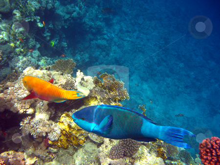 To use this stock image in your creative project, please select the size you need over to the right and click the "Add to Cart" button.
Your downloaded image will come with the Cutcaster watermark removed so don’t worry about the watermark you see on this page. Parrot fishes stock photo, Tropical fishes and coral reef by Roman Vintonyak