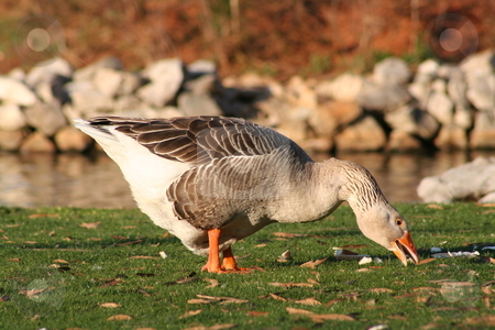 To use this stock image in your creative project, please select the size you need over to the right and click the "Add to Cart" button.
Your downloaded image will come with the Cutcaster watermark removed so don’t worry about the watermark you see on this page. Duck Eating by the Pond stock photo, Duck eating by a Pond by Debbie Hayes