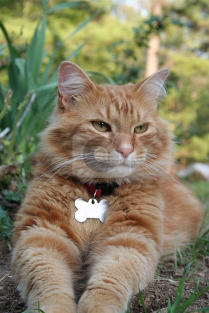To use this stock image in your creative project, please select the size you need over to the right and click the "Add to Cart" button.
Your downloaded image will come with the Cutcaster watermark removed so don’t worry about the watermark you see on this page. Orange Tabby Cat stock photo, Orange tabby cat resting in the yard. by Debbie Hayes