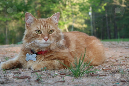 To use this stock image in your creative project, please select the size you need over to the right and click the "Add to Cart" button.
Your downloaded image will come with the Cutcaster watermark removed so don’t worry about the watermark you see on this page. Orange Tabby Cat stock photo, Orange tabby cat resting in the yard. by Debbie Hayes