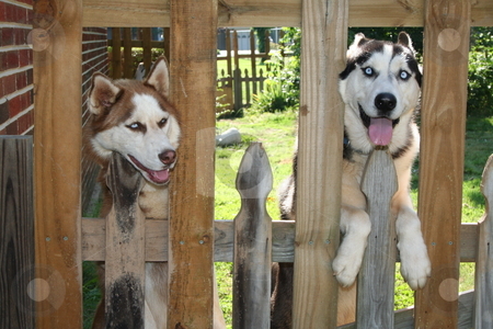 To use this stock image in your creative project, please select the size you need over to the right and click the "Add to Cart" button.
Your downloaded image will come with the Cutcaster watermark removed so don’t worry about the watermark you see on this page. Huskies Looking Through the Fence stock photo, A female and male Husky peering through a fence by Debbie Hayes