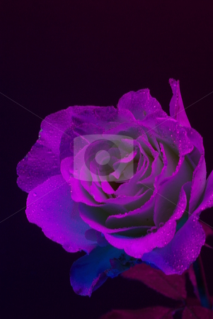 To use this stock image in your creative project, please select the size you need over to the right and click the "Add to Cart" button.
Your downloaded image will come with the Cutcaster watermark removed so don’t worry about the watermark you see on this page. UltraViolet Rose stock photo, A Rose photphraphed under Ultraviolet light with hungreds of small water dropletts by Lynn Bendickson