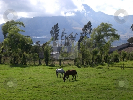 To use this stock image in your creative project, please select the size you need over to the right and click the "Add to Cart" button.
Your downloaded image will come with the Cutcaster watermark removed so don’t worry about the watermark you see on this page. Ecuador Trip stock photo, Ecuador Trip by Scott P Taylor