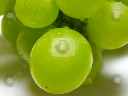 To use this stock image in your creative project, please select the size you need over to the right and click the "Add to Cart" button.
Your downloaded image will come with the Cutcaster watermark removed so don’t worry about the watermark you see on this page. Green grapes close up stock photo, by ZaKaRiA- MaStErPiEcE