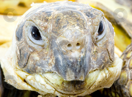 To use this stock image in your creative project, please select the size you need over to the right and click the "Add to Cart" button.
Your downloaded image will come with the Cutcaster watermark removed so don’t worry about the watermark you see on this page. Testudo horsfieldi stock photo, Head and face of a tortoise - Testudo horsfieldi - close up by Petr Koudelka