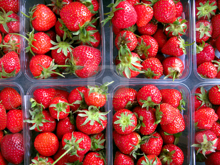 To use this stock image in your creative project, please select the size you need over to the right and click the "Add to Cart" button.
Your downloaded image will come with the Cutcaster watermark removed so don’t worry about the watermark you see on this page. Close up of strawberry punnets. stock photo, Close up of strawberry punnets. by Stephen Rees