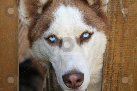 To use this stock image in your creative project, please select the size you need over to the right and click the "Add to Cart" button.
Your downloaded image will come with the Cutcaster watermark removed so don’t worry about the watermark you see on this page. Husky canine stock photo, Female Husky peering through a fence by Debbie Hayes